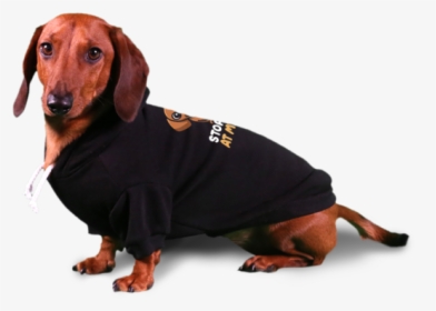 Stop Looking At My Weiner Dog Hoodie - Dachshund, HD Png Download, Transparent PNG