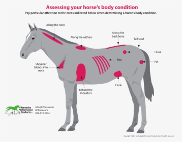 How To Evaluate Your Horses Weight - Horse Flank, HD Png Download, Transparent PNG
