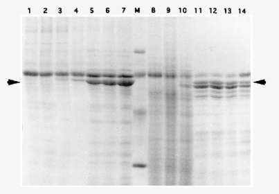 Time Course Of Expression Of The Recombinant Vp60 Protein - Monochrome, HD Png Download, Transparent PNG