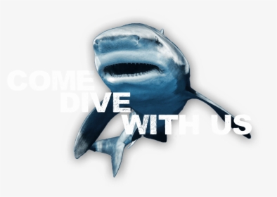 An Image Of A Friendly Shark Inviting You To Come Dive - Tiger Shark, HD Png Download, Transparent PNG