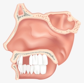 Adults Lose An Average Of 7 Teeth By The Age Of - Nasal Cavity Clipart, HD Png Download, Transparent PNG