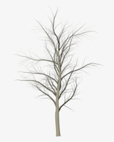 Tree Dead Branches Free Photo - Snow, HD Png Download, Transparent PNG