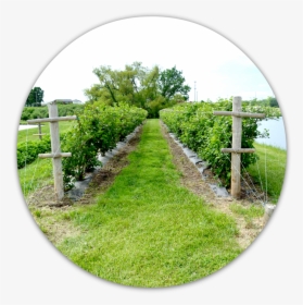 Orchard View, HD Png Download, Transparent PNG