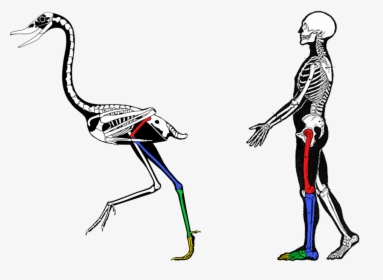 Comparative Anatomy, HD Png Download, Transparent PNG