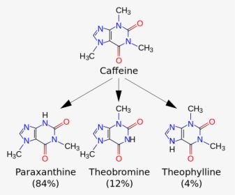 Picture - Caffeine Metabolites, HD Png Download, Transparent PNG