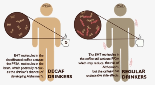 Coffeeeeee - Coffee Drinker Brain Scan, HD Png Download, Transparent PNG
