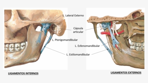 Detailsjaw, HD Png Download, Transparent PNG