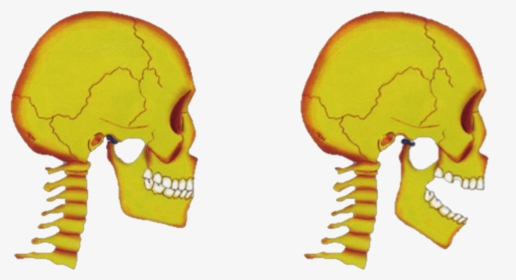 Tmj Disorders Jaw Joint Pain - Skull, HD Png Download, Transparent PNG