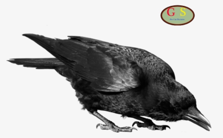 Crows Clip Art - Crow Png Transparent, Png Download, Transparent PNG