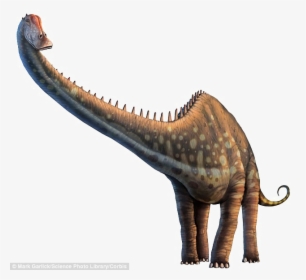 Diplodocus Png Photos - Diplodocus Long Necked Dinosaur, Transparent Png, Transparent PNG