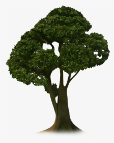 Picsart Tree Png Hd, Transparent Png, Transparent PNG