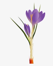 Image Freeuse Tulip Flower Clip Art - Flower Vector, HD Png Download, Transparent PNG
