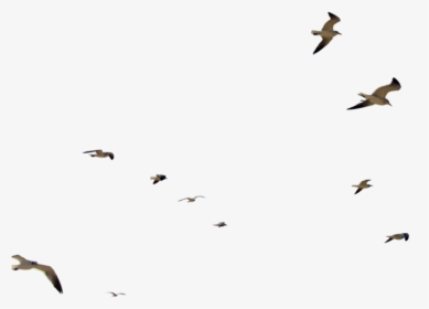 Flock Of Seagulls Png, Transparent Png, Transparent PNG