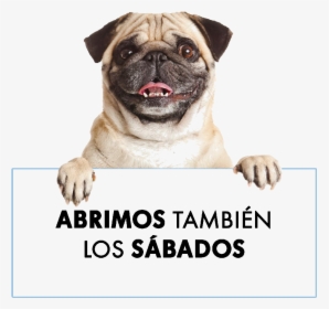 #perro #dog #anuncio - Pug Holding A Sign, HD Png Download, Transparent PNG