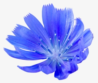 Cornflower Png - Blue Cornflower Png, Transparent Png, Transparent PNG