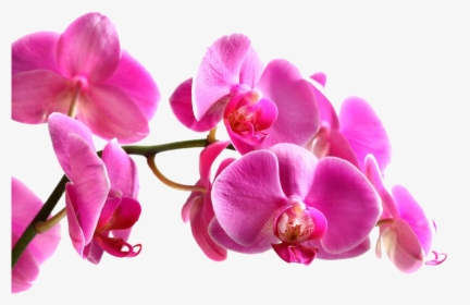 Beautiful Pink Orchid, HD Png Download, Transparent PNG