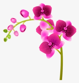 Орхидея, Розовый Цветок, Цветы, Флора, Orchid, Pink - Moth Orchid, HD Png Download, Transparent PNG