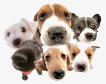 Cute Group Of Dogs, HD Png Download, Transparent PNG