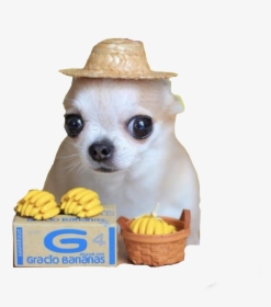 #perritos #freetoedit - Chihuahua With Banana Hat, HD Png Download, Transparent PNG