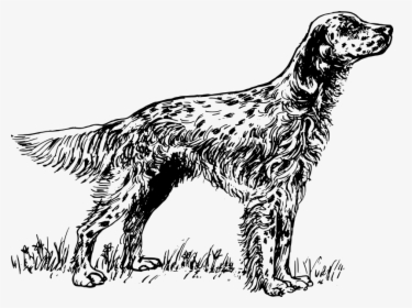 English Setter Coloring Pages, HD Png Download, Transparent PNG
