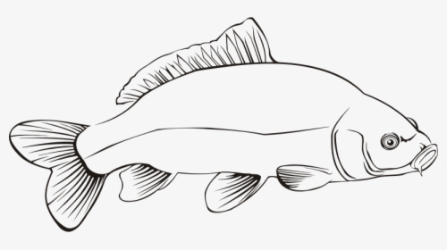 Carp 2 - Carp Fish Outline Drawing, HD Png Download, Transparent PNG