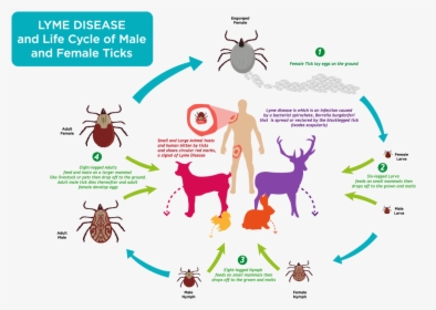 Ticks Life Cycle - Lyme Disease Life Cycle, HD Png Download, Transparent PNG