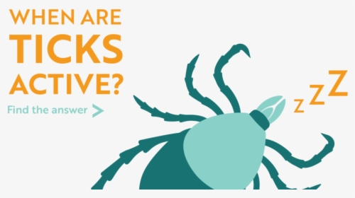 When Are Ticks Active Find The Answer - Insect, HD Png Download, Transparent PNG