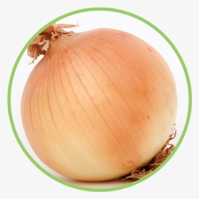 1 Onion, HD Png Download, Transparent PNG