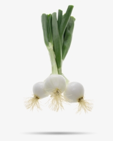 Welsh Onion, HD Png Download, Transparent PNG