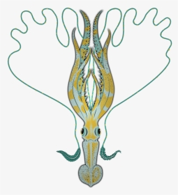 Cuttlefishes, HD Png Download, Transparent PNG