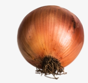 Cebolla - Yellow Onion, HD Png Download, Transparent PNG