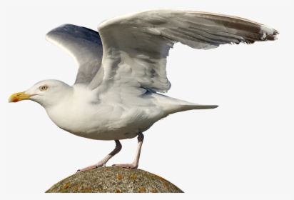 Thumb Image - Herring Gull Png, Transparent Png, Transparent PNG