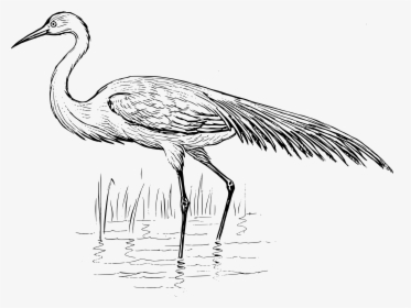 Egret Drawing At Getdrawings - Blue Crane Black And White Clipart, HD Png Download, Transparent PNG