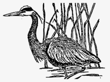 Sea Bird Clipart Crane Bird - Herons Sketch Png, Transparent Png, Transparent PNG