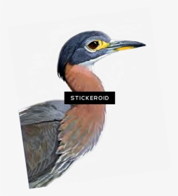 Heron Birds , Png Download - Great Blue Heron, Transparent Png, Transparent PNG