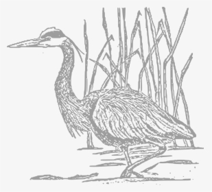 Herons Sketch Png, Transparent Png, Transparent PNG