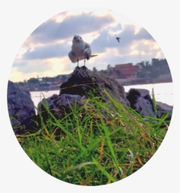 #gaviota - European Herring Gull, HD Png Download, Transparent PNG