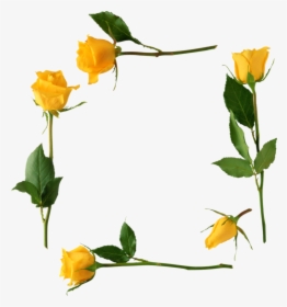 Yellow Roses Frame Png, Transparent Png, Transparent PNG