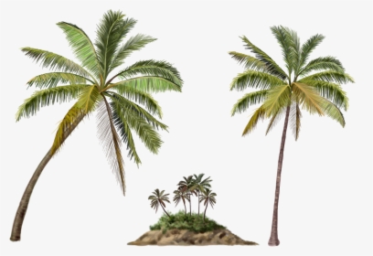 3 Photos, Palma - Coconut Tree Png, Transparent Png, Transparent PNG