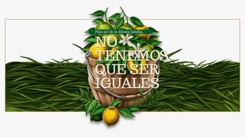 Arbol Limones Tunez - Jugos Túnez, HD Png Download, Transparent PNG