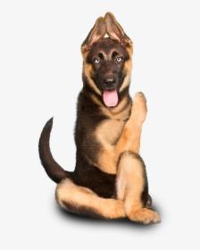 1gsdpup - Dog Yawns, HD Png Download, Transparent PNG