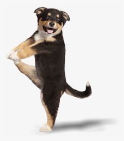 3rottipuppng - Cute Puppies Doing Tricks, Transparent Png, Transparent PNG