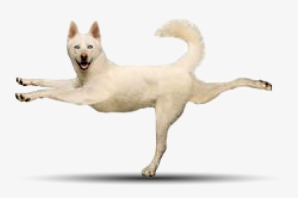 3white Husky - Yoga Poses With Dogs, HD Png Download, Transparent PNG