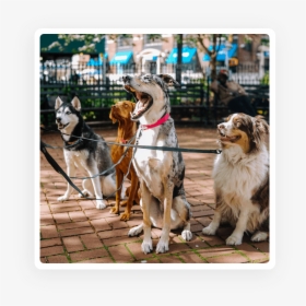Dogs Posing For A Dog Walker - Big Dog On Walk, HD Png Download, Transparent PNG