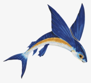 Flying Fish Png Clipart , Png Download - Flying Fish Png, Transparent Png, Transparent PNG