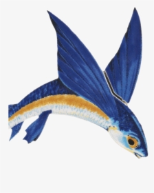 Flying Fish Gif Png, Transparent Png, Transparent PNG