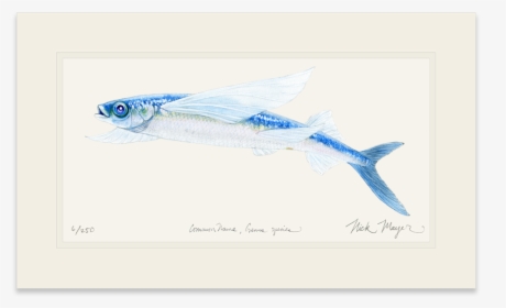 California Flying Fish - Sauries, HD Png Download, Transparent PNG