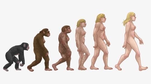 Female Human Evolution - Evolution Of Walking, HD Png Download, Transparent PNG
