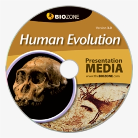 Picture Of Human Evolution - Evolution, HD Png Download, Transparent PNG