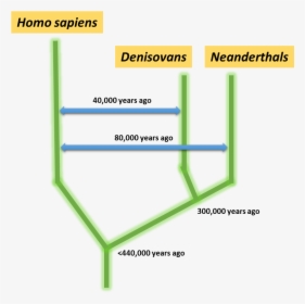 Neander Homo Sapiens Denisovans, HD Png Download, Transparent PNG